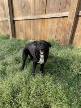 Retriever Dogs Available for Adoption in Newnan, Georgia - Juno | PetCurious