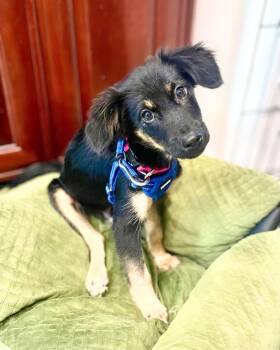 Maknae -  Australian Shepherd Dog for Adoption in New York, New York - Maknae | PetCurious