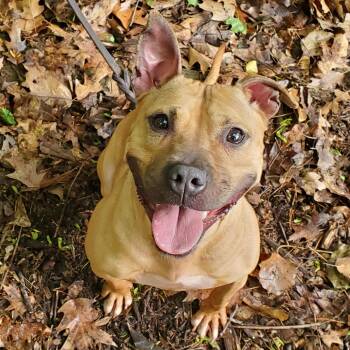 Rescue Pit Bull Terrier Dogs for Adoption in Port Washington, New York - Cardi | PetCurious