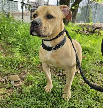 Rescue Pit Bull Terrier Dogs for Adoption in Jersey City, New Jersey - Murphy | PetCurious