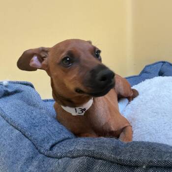 IVHS-Stray-139664 -  Chihuahua Dog for Adoption in San Gabriel, California - IVHS-Stray-139664 | PetCurious