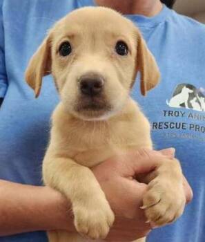 Allie (Born 04/02/26) -  Terrier Dog for Adoption in Troy, Alabama - Allie (Born 04/02/26) | PetCurious