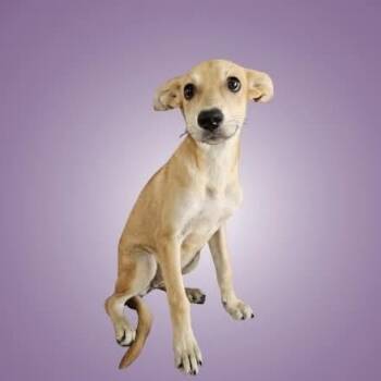 Tulip -  Mixed Breed Dog for Adoption in Boise, Idaho - Tulip | PetCurious