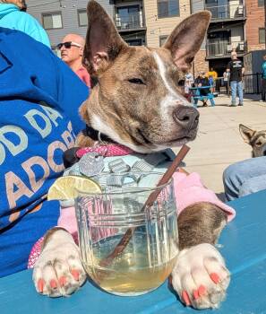 Rescue Chihuahua Dogs for Adoption in Waunakee, Wisconsin - Jasmine | PetCurious