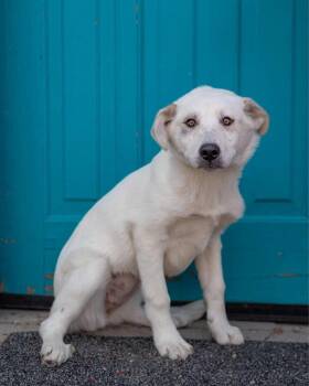 Great Pyrenees Dogs Available for Adoption in Brighton, Colorado - 315-26 | PetCurious