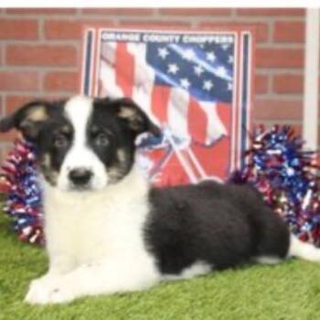 Ruger -  Corgi and Australian Shepherd Dog for Adoption in Pittsburg, Kansas - Ruger | PetCurious