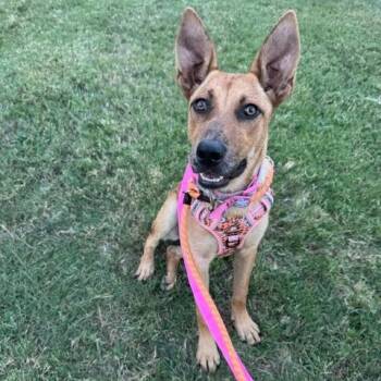 Nalia -  Mixed Breed and Shepherd Dog for Adoption in Dallas, Texas - Nalia | PetCurious