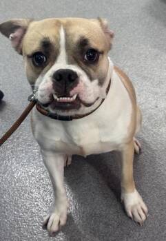 Toast -  Mixed Breed Dog for Adoption in West Chester, Pennsylvania - Toast | PetCurious