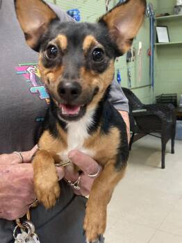 Miniature Pinscher and Terrier Dogs Available for Adoption in Burnsville, North Carolina - Rocksy | PetCurious