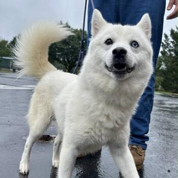 Spitz and Husky Dogs Available for Adoption in Charlottesville, Virginia - Possum Pete | PetCurious