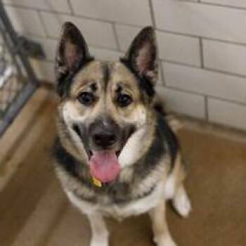 German Shepherd Dog and Husky Dogs Available for Adoption - Coby Jack D10568 | PetCurious