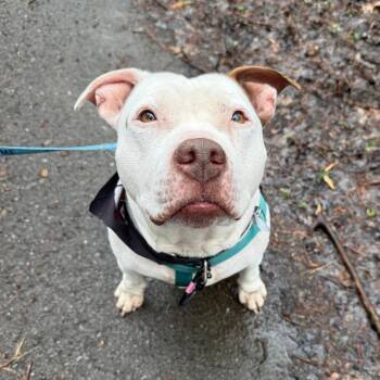 Mixed Breed Dogs Available for Adoption in Fairport, New York - Rico Suave | PetCurious