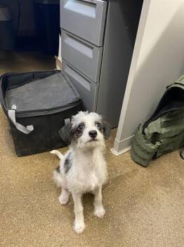 WOOFUS* -  Terrier and Mixed Breed Dog for Adoption in Santa Cruz, California - WOOFUS* | PetCurious