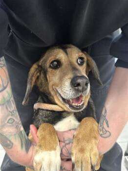 Mixed Breed Dogs Available for Adoption in West Chester, Pennsylvania - Honahlee FKA Davey | PetCurious