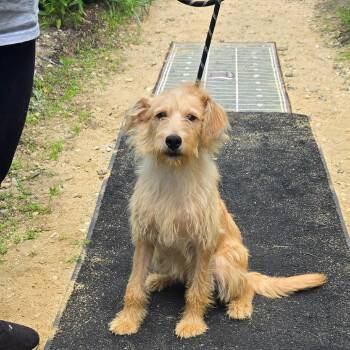 CT Pascal -  Border Terrier and Poodle Dog for Adoption in Eastford, Connecticut - CT Pascal | PetCurious