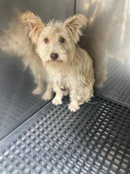 MIKEY -  Mixed Breed Dog for Adoption in Dallas, Texas - MIKEY | PetCurious