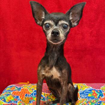 Minnie -  Chihuahua Dog for Adoption in Pekin, Illinois - Minnie | PetCurious