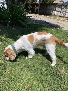 Cocker Spaniel Dogs Available for Adoption in Jamestown, California - Toby | PetCurious