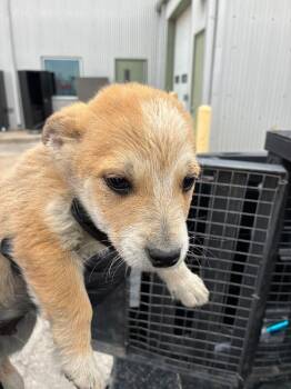 Cattle Dog Dogs Available for Adoption - Jackpot | PetCurious