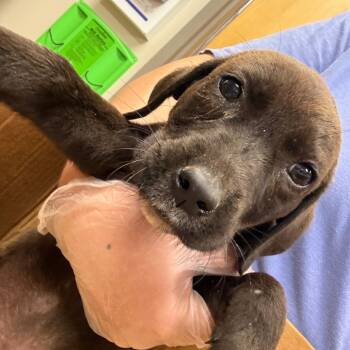 Chaco 060201U -  Labrador Retriever and Mixed Breed Dog for Adoption in Tupelo, Mississippi - Chaco 060201U | PetCurious