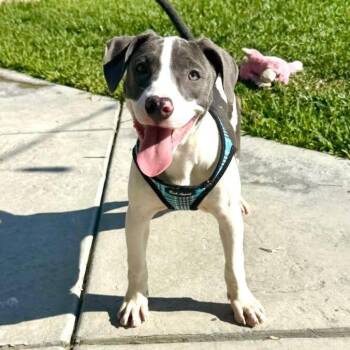 Rescue Pit Bull Terrier and Weimaraner Dogs for Adoption in Los Angeles, California - Jane | PetCurious