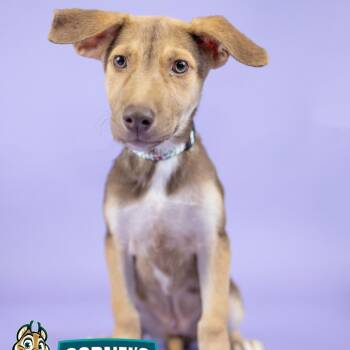 Emma -  Mixed Breed Dog for Adoption in Portland, Oregon - Emma | PetCurious