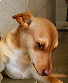 Rescue Miniature Pinscher Dogs for Adoption in Beebe, Arkansas - Maxwell | PetCurious