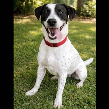 Labrador Retriever and Australian Cattle Dog Blue Heeler Dogs Available for Adoption in Longview, Texas - Spot | PetCurious
