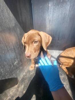 CALVIN -  Retriever and Mixed Breed Dog for Adoption in San Antonio, Texas - CALVIN | PetCurious