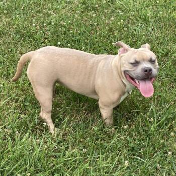 Bellie -  English Bulldog Dog for Adoption in Lynchburg, Virginia - Bellie | PetCurious