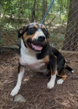 Rescue Mixed Breed Dogs for Adoption in New Orleans, Louisiana - Johnny Ray | PetCurious