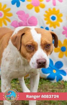 Ranger -  American Bulldog Dog for Adoption in Mobile, Alabama - Ranger | PetCurious