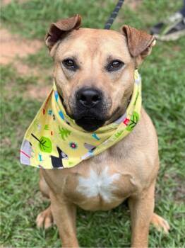 Rescue Labrador Retriever and Shepherd Dogs for Adoption in Hartsville, South Carolina - Pringle | PetCurious