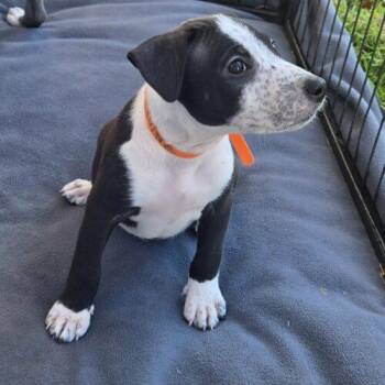 RAINE -  Bull Terrier and Mixed Breed Dog for Adoption in San Juan Capistrano, California - RAINE | PetCurious