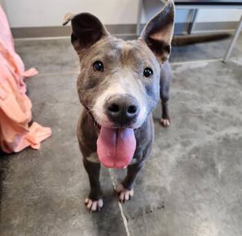 Rescue Labrador Retriever and Mixed Breed Dogs for Adoption in Brunswick, Georgia - LINDA LEE | PetCurious