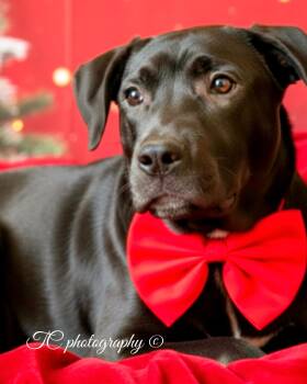 Rescue Black Labrador Retriever and American Bulldog Dogs for Adoption in Nahunta, Georgia - KRINGLE | PetCurious