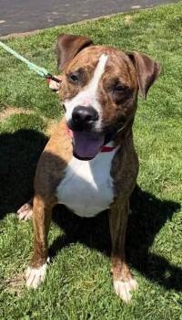 Rooster -  Mixed Breed Dog for Adoption in Bridgewater, New Jersey - Rooster | PetCurious