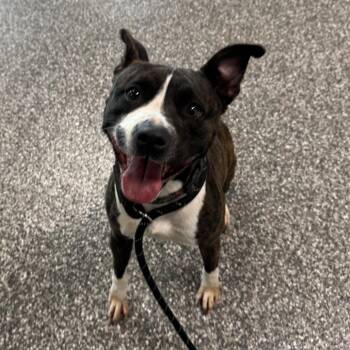 Talia -  Pit Bull Terrier and Mixed Breed Dog for Adoption in Riverwoods, Illinois - Talia | PetCurious