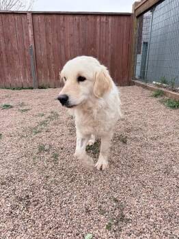 Great Pyrenees and Golden Retriever Dogs Available for Adoption in Fort Collins, Colorado - Zucarello | PetCurious