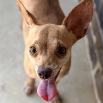 Rosemary -  Chihuahua Dog for Adoption in Justin, Texas - Rosemary | PetCurious