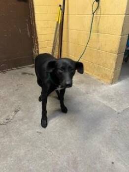 Labrador Retriever and Mixed Breed Dogs Available for Adoption in Stockton, California - LOVEY | PetCurious