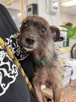 Pico -  Mixed Breed Dog for Adoption in Cincinnati, Ohio - Pico | PetCurious