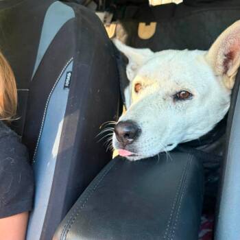 Kira -  Husky Dog for Adoption in Edmonton, Alberta - Kira | PetCurious