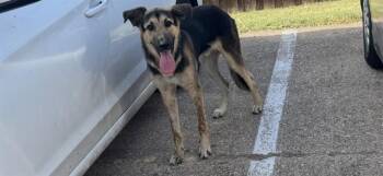 TUCKER -  German Shepherd Dog and Great Pyrenees Dog for Adoption in Rowlett, Texas - TUCKER | PetCurious