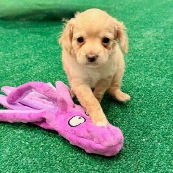 Taffy -  Chihuahua and Mixed Breed Dog for Adoption in Henderson, Nevada - Taffy | PetCurious