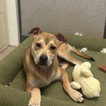 Ross -  Pit Bull Terrier Dog for Adoption in South Elgin, Illinois - Ross | PetCurious
