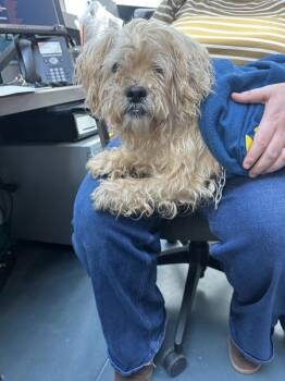 Maxine -  Mixed Breed Dog for Adoption - Maxine | PetCurious