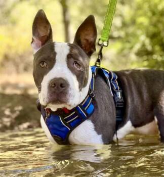 ALASTOR MOODY -  Pit Bull Terrier Dog for Adoption in Auburn, California - ALASTOR MOODY | PetCurious