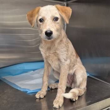 Mamie 26-06-167 -  Cattle Dog Dog for Adoption in Bastrop, Texas - Mamie 26-06-167 | PetCurious
