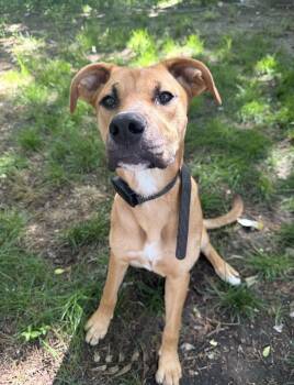 Poppy -  Labrador Retriever and German Shepherd Dog Dog for Adoption in Bull Valley, Illinois - Poppy | PetCurious